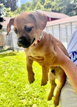 Larry -  Dachshund and Puggle Dog for Adoption in Bedford Hills, New York - Larry | PetCurious