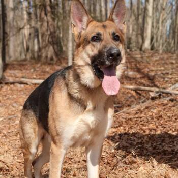 German Shepherd Dog Dogs Available for Adoption - Gunner(26-093) | PetCurious