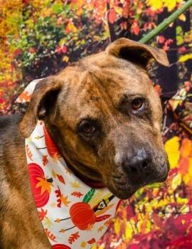 Rescue Terrier Dogs for Adoption in Sanford, Florida - Basil | PetCurious