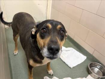 A175578 -  Mixed Breed Dog for Adoption in Santa Fe, New Mexico - A175578 | PetCurious