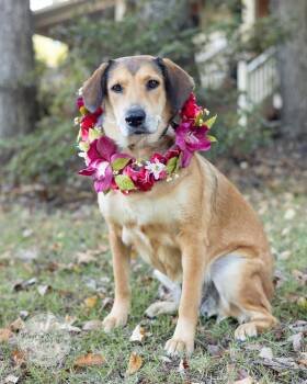 Luna -  Labrador Retriever and Collie Dog for Adoption in Tuscaloosa, Alabama - Luna | PetCurious