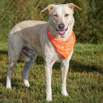 Luka -  Yellow Labrador Retriever and Great Pyrenees Dog for Adoption in Clarinda, Iowa - Luka | PetCurious