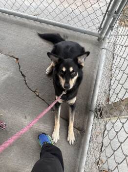 Rescue German Shepherd Dog Dogs for Adoption in Spring Hill, Florida - Trudy | PetCurious