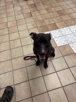 Juliet -  Pit Bull Terrier and Black Labrador Retriever Dog for Adoption in Edison, New Jersey - Juliet | PetCurious