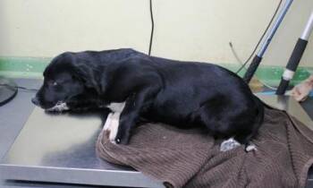 Labrador Retriever and Mixed Breed Dogs Available for Adoption in Picayune, Mississippi - Fiona | PetCurious