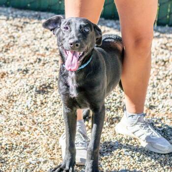 Polly Darton -  Labrador Retriever Dog for Adoption in Hilton Head Island, South Carolina - Polly Darton | PetCurious