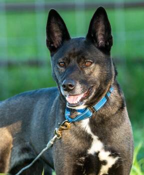 Australian Cattle Dog Blue Heeler Dogs Available for Adoption - Linda (& Colt) | PetCurious
