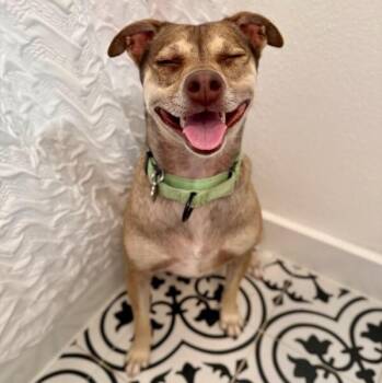 Phoebe PeeWee Ark -  Chihuahua Dog for Adoption in Friendswood, Texas - Phoebe PeeWee Ark | PetCurious