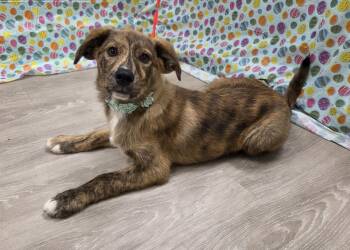 Belgian Shepherd Malinois and Australian Shepherd Dogs Available for Adoption in Attalla, Alabama - Yuki | PetCurious