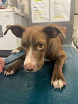 Nox -  Mixed Breed Dog for Adoption in Mobile, Alabama - Nox | PetCurious