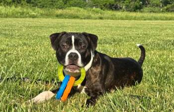 Louis -  Pit Bull Terrier Dog for Adoption in Gloversville, New York - Louis | PetCurious