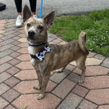 Rescue Chihuahua Dogs for Adoption in Huntington, New York - Picasso | PetCurious