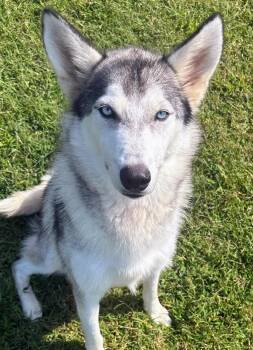 Siberian Husky and German Shepherd Dog Dogs Available for Adoption in Pottsboro, Texas - Marley Girl | PetCurious