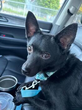 Izzy -  Schipperke Dog for Adoption in Harrison City, Pennsylvania - Izzy | PetCurious