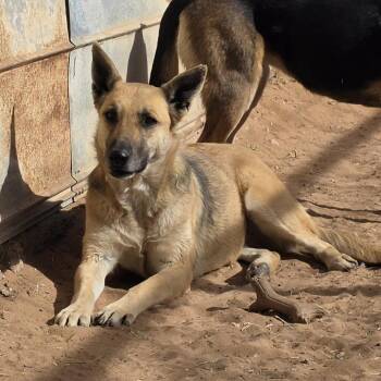 Shepherd and Mixed Breed Dogs Available for Adoption - Blondie | PetCurious