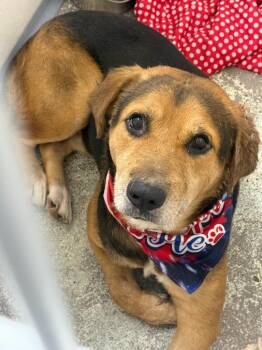 Alastair -  Shepherd Dog for Adoption in Little Rock, Arkansas - Alastair | PetCurious