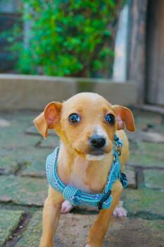 Chiweenie Dogs Available for Adoption in San Diego, California - Walrus | PetCurious