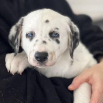 Catahoula Leopard Dog and Great Pyrenees Dogs Available for Adoption - Opie~ Dreamy Blue Eyes  | PetCurious
