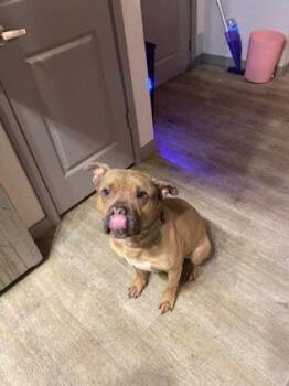 Valentine -  Mixed Breed Dog for Adoption in Atlanta, Georgia - Valentine | PetCurious