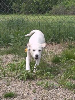 Great Pyrenees and Labrador Retriever Dogs Available for Adoption in Salem, New Hampshire - Judy | PetCurious