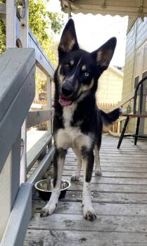 Rescue Husky and Shepherd Dogs for Adoption in New Baltimore, Michigan - Blair | PetCurious