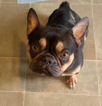 Bonnie -  French Bulldog Dog for Adoption in Merrillville, Indiana - Bonnie | PetCurious