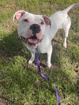 Pit Bull Terrier and Mixed Breed Dogs Available for Adoption in Kansas City, Missouri - Miss Piggy | PetCurious