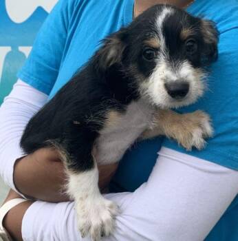 Mocha -  Terrier and Chihuahua Dog for Adoption in Salinas, California - Mocha | PetCurious