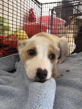 PAISLEIGH -  German Shepherd Dog and Mixed Breed Dog for Adoption in San Bernardino, California - PAISLEIGH | PetCurious