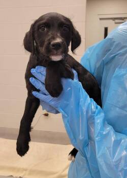 Mixed Breed Dogs Available for Adoption in Chillicothe, Ohio - Rhombus | PetCurious