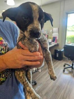 Pointer and Mixed Breed Dogs Available for Adoption in Paducah, Kentucky - Split | PetCurious