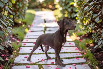 Plott Hound and Labrador Retriever Dogs Available for Adoption - Thor | PetCurious