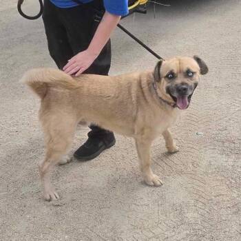 Ghost -  Black Mouth Cur Dog for Adoption in Conway, New Hampshire - Ghost | PetCurious