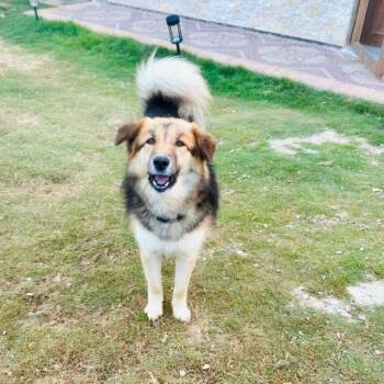 Husky Dogs Available for Adoption in New York, New York - Loulou | PetCurious