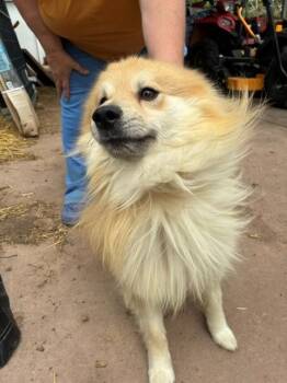 Pomsky Dogs Available for Adoption in Augusta, West Virginia - Chewbacca | PetCurious