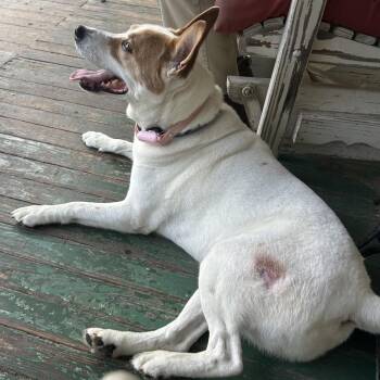 Marvel -  Mixed Breed Dog for Adoption in Bartlett, Tennessee - Marvel | PetCurious