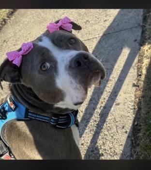 American Staffordshire Terrier and Boxer Dogs Available for Adoption - Bonnie | PetCurious