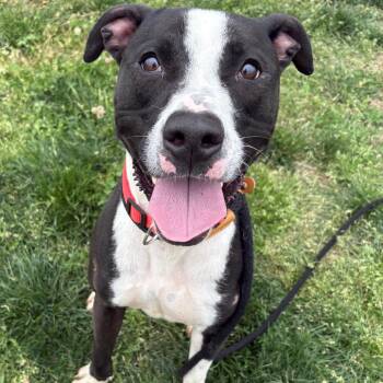 Gizmo P4P -  Mixed Breed Dog Available for Adoption in Saint Joseph, Missouri - Gizmo P4P | PetCurious