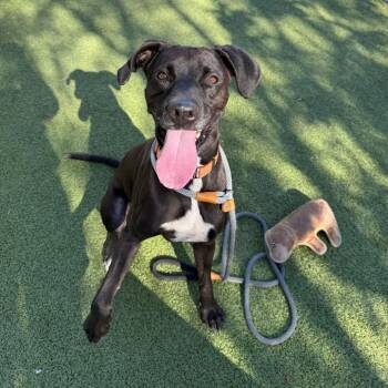 Labrador Retriever and Redbone Coonhound Dogs Available for Adoption in Apache Junction, Arizona - Sweetie | PetCurious