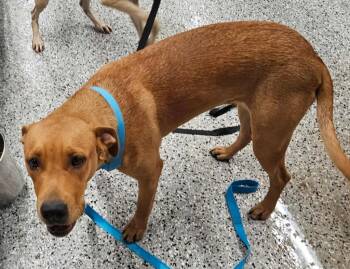 Rescue Labrador Retriever Dogs for Adoption in Republic, Missouri - Kelce | PetCurious