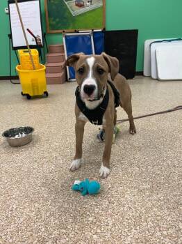Mixed Breed Dogs Available for Adoption - Colby | PetCurious