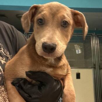Josie (formerly Josephine) -  Labrador Retriever Dog for Adoption in New Fairfield, Connecticut - Josie (formerly Josephine) | PetCurious