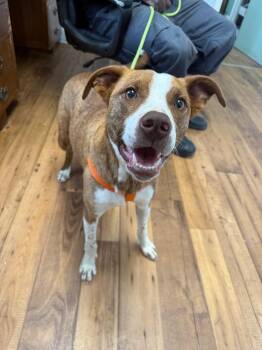 Terrier and Mixed Breed Dogs Available for Adoption - Wallee | PetCurious