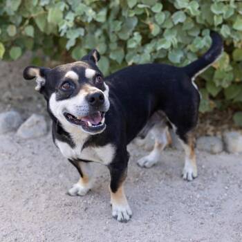 Hulk -  Mixed Breed Dog for Adoption in Palm Springs, California - Hulk | PetCurious