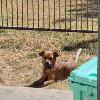 Basenji Dogs Available for Adoption - Elise | PetCurious