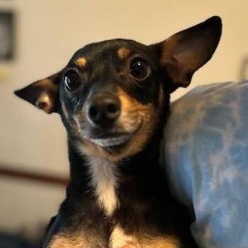 Chihuahua and Dachshund Dogs Available for Adoption - Machoire  | PetCurious