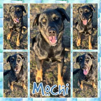 Rescue Rottweiler and Shepherd Dogs for Adoption in Fort Smith, Arkansas - Mochi | PetCurious