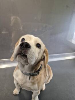 Branch -  Beagle Dog for Adoption in Elmsford, New York - Branch | PetCurious