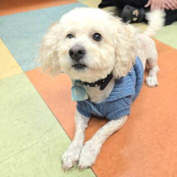Clayton -  Miniature Poodle Dog for Adoption in Wheeling, Illinois - Clayton | PetCurious