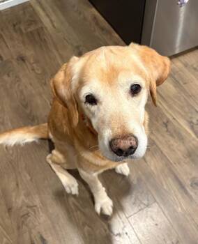 Rescue Labrador Retriever Dogs for Adoption in Irmo, South Carolina - Ozzie | PetCurious